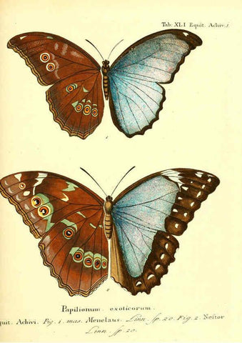 Reproducción/Reproduction 6011998617: Die ausländischen Schmetterlinge in Abbildungen nach der Natur. v.2, plates Erlangen :im Verlage der Expedition des Esper'schen Schmetterlings- und des Schreber'schen Säugthierwerkes,[1830] 
