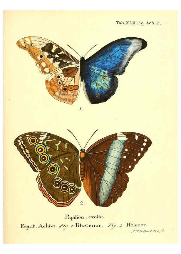 Reproducción/Reproduction 6011998853: Die ausländischen Schmetterlinge in Abbildungen nach der Natur. v.2, plates Erlangen :im Verlage der Expedition des Esper'schen Schmetterlings- und des Schreber'schen Säugthierwerkes,[1830] 