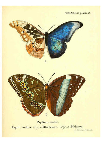 Reproducción/Reproduction 6011998853: Die ausländischen Schmetterlinge in Abbildungen nach der Natur. v.2, plates Erlangen :im Verlage der Expedition des Esper'schen Schmetterlings- und des Schreber'schen Säugthierwerkes,[1830] 