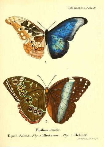 Reproducción/Reproduction 6011998853: Die ausländischen Schmetterlinge in Abbildungen nach der Natur. v.2, plates Erlangen :im Verlage der Expedition des Esper'schen Schmetterlings- und des Schreber'schen Säugthierwerkes,[1830] 