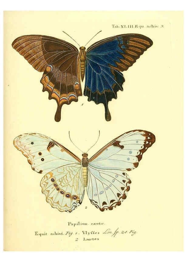 Reproducción/Reproduction 6011999119: Die ausländischen Schmetterlinge in Abbildungen nach der Natur. v.2, plates Erlangen :im Verlage der Expedition des Esper'schen Schmetterlings- und des Schreber'schen Säugthierwerkes,[1830] 