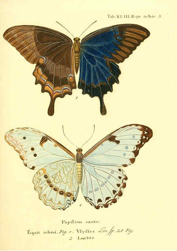 Reproducción/Reproduction 6011999119: Die ausländischen Schmetterlinge in Abbildungen nach der Natur. v.2, plates Erlangen :im Verlage der Expedition des Esper'schen Schmetterlings- und des Schreber'schen Säugthierwerkes,[1830] 