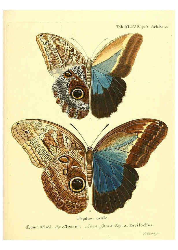 Reproducción/Reproduction 6012546032: Die ausländischen Schmetterlinge in Abbildungen nach der Natur. v.2, plates Erlangen :im Verlage der Expedition des Esper'schen Schmetterlings- und des Schreber'schen Säugthierwerkes,[1830] 