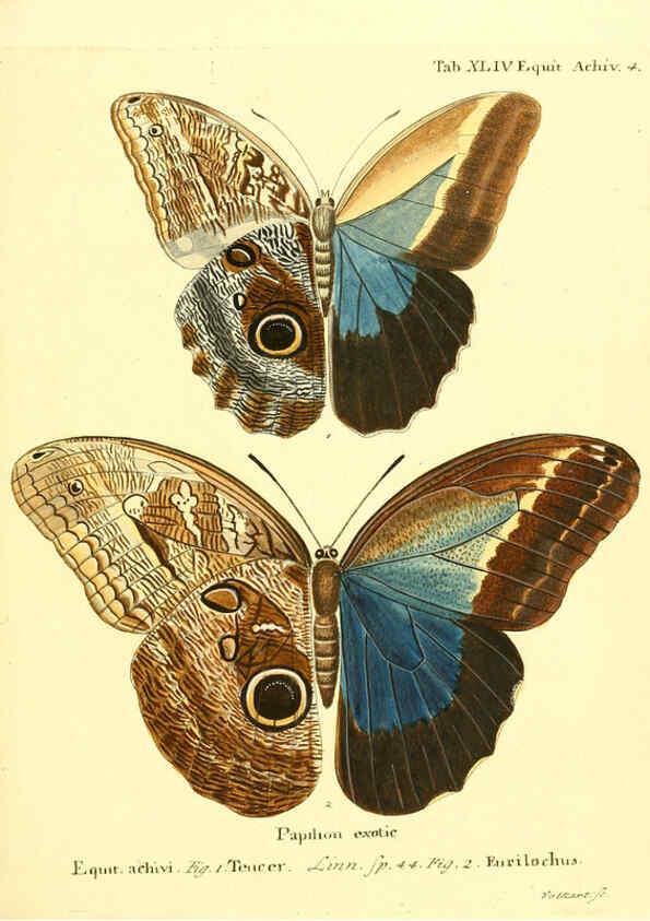 Reproducción/Reproduction 6012546032: Die ausländischen Schmetterlinge in Abbildungen nach der Natur. v.2, plates Erlangen :im Verlage der Expedition des Esper'schen Schmetterlings- und des Schreber'schen Säugthierwerkes,[1830] 