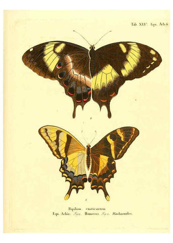 Reproducción/Reproduction 6012546328: Die ausländischen Schmetterlinge in Abbildungen nach der Natur. v.2, plates Erlangen :im Verlage der Expedition des Esper'schen Schmetterlings- und des Schreber'schen Säugthierwerkes,[1830] 