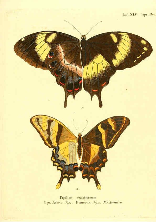 Reproducción/Reproduction 6012546328: Die ausländischen Schmetterlinge in Abbildungen nach der Natur. v.2, plates Erlangen :im Verlage der Expedition des Esper'schen Schmetterlings- und des Schreber'schen Säugthierwerkes,[1830] 
