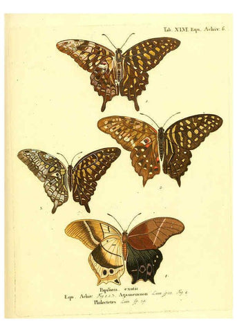 Reproducción/Reproduction 6012000207: Die ausländischen Schmetterlinge in Abbildungen nach der Natur. v.2, plates Erlangen :im Verlage der Expedition des Esper'schen Schmetterlings- und des Schreber'schen Säugthierwerkes,[1830] 