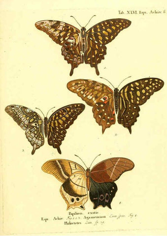 Reproducción/Reproduction 6012000207: Die ausländischen Schmetterlinge in Abbildungen nach der Natur. v.2, plates Erlangen :im Verlage der Expedition des Esper'schen Schmetterlings- und des Schreber'schen Säugthierwerkes,[1830] 