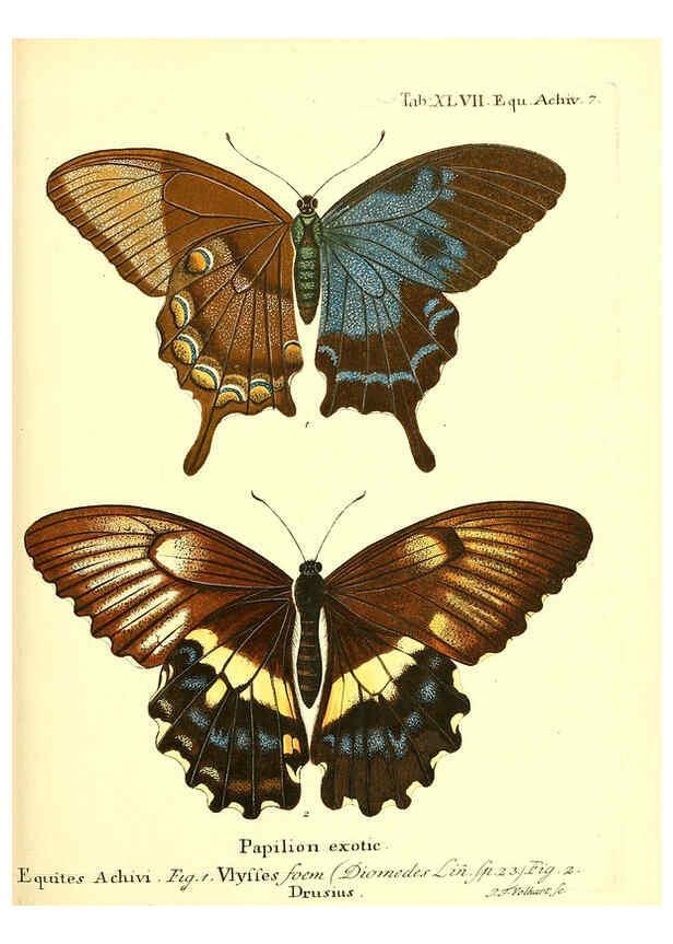 Reproducción/Reproduction 6012000493: Die ausländischen Schmetterlinge in Abbildungen nach der Natur. v.2, plates Erlangen :im Verlage der Expedition des Esper'schen Schmetterlings- und des Schreber'schen Säugthierwerkes,[1830] 