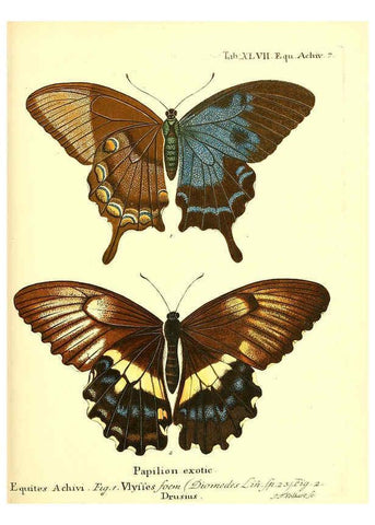 Reproducción/Reproduction 6012000493: Die ausländischen Schmetterlinge in Abbildungen nach der Natur. v.2, plates Erlangen :im Verlage der Expedition des Esper'schen Schmetterlings- und des Schreber'schen Säugthierwerkes,[1830] 
