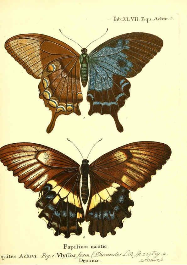 Reproducción/Reproduction 6012000493: Die ausländischen Schmetterlinge in Abbildungen nach der Natur. v.2, plates Erlangen :im Verlage der Expedition des Esper'schen Schmetterlings- und des Schreber'schen Säugthierwerkes,[1830] 