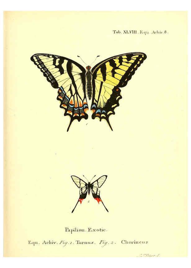 Reproducción/Reproduction 6012547494: Die ausländischen Schmetterlinge in Abbildungen nach der Natur. v.2, plates Erlangen :im Verlage der Expedition des Esper'schen Schmetterlings- und des Schreber'schen Säugthierwerkes,[1830] 