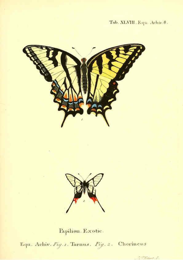 Reproducción/Reproduction 6012547494: Die ausländischen Schmetterlinge in Abbildungen nach der Natur. v.2, plates Erlangen :im Verlage der Expedition des Esper'schen Schmetterlings- und des Schreber'schen Säugthierwerkes,[1830] 