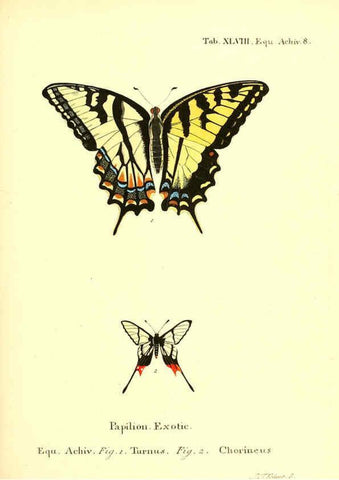 Reproducción/Reproduction 6012547494: Die ausländischen Schmetterlinge in Abbildungen nach der Natur. v.2, plates Erlangen :im Verlage der Expedition des Esper'schen Schmetterlings- und des Schreber'schen Säugthierwerkes,[1830] 