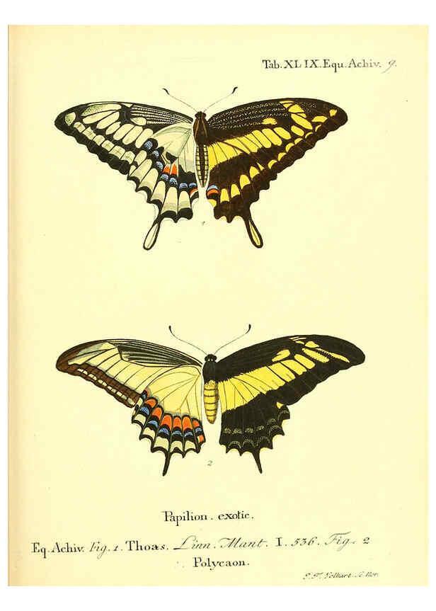 Reproducción/Reproduction 6012001131: Die ausländischen Schmetterlinge in Abbildungen nach der Natur. v.2, plates Erlangen :im Verlage der Expedition des Esper'schen Schmetterlings- und des Schreber'schen Säugthierwerkes,[1830] 