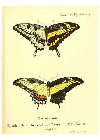 Reproducción/Reproduction 6012001131: Die ausländischen Schmetterlinge in Abbildungen nach der Natur. v.2, plates Erlangen :im Verlage der Expedition des Esper'schen Schmetterlings- und des Schreber'schen Säugthierwerkes,[1830] 