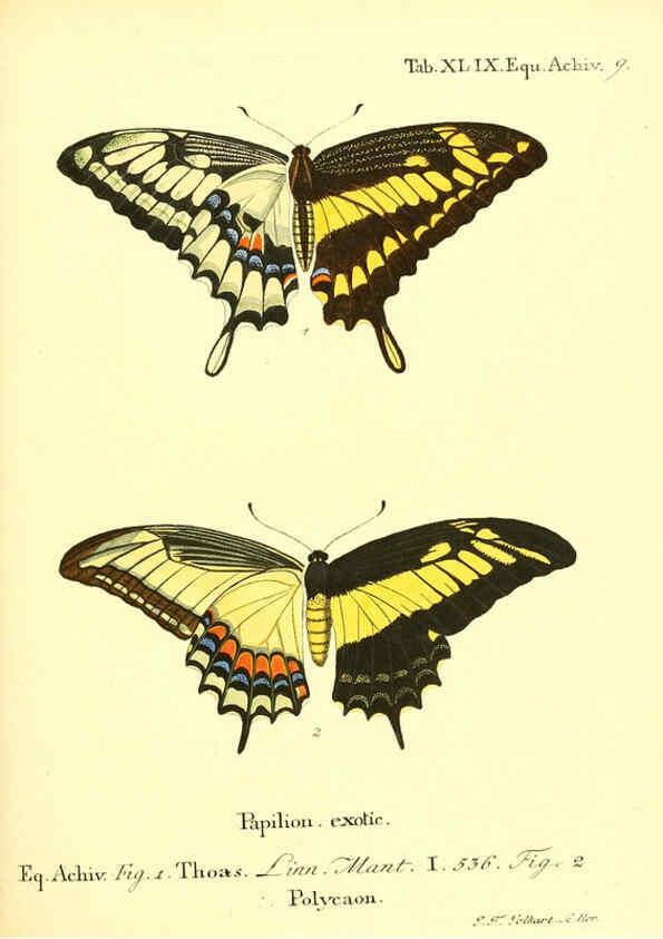 Reproducción/Reproduction 6012001131: Die ausländischen Schmetterlinge in Abbildungen nach der Natur. v.2, plates Erlangen :im Verlage der Expedition des Esper'schen Schmetterlings- und des Schreber'schen Säugthierwerkes,[1830] 