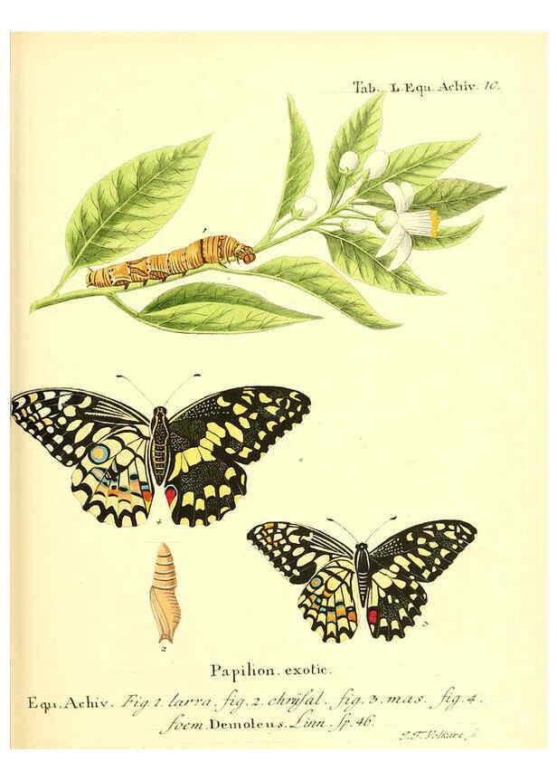 Reproducción/Reproduction 6012001607: Die ausländischen Schmetterlinge in Abbildungen nach der Natur. v.2, plates Erlangen :im Verlage der Expedition des Esper'schen Schmetterlings- und des Schreber'schen Säugthierwerkes,[1830] 