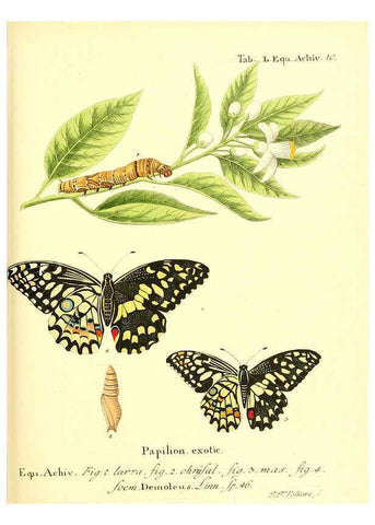 Reproducción/Reproduction 6012001607: Die ausländischen Schmetterlinge in Abbildungen nach der Natur. v.2, plates Erlangen :im Verlage der Expedition des Esper'schen Schmetterlings- und des Schreber'schen Säugthierwerkes,[1830] 