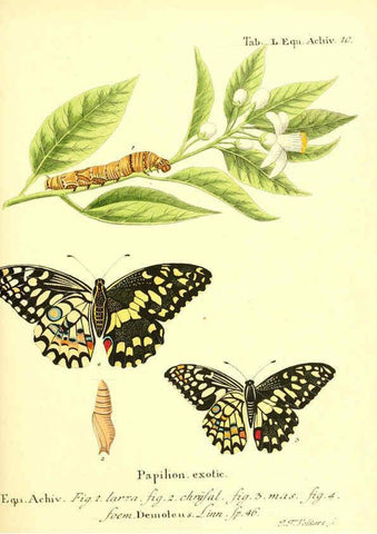 Reproducción/Reproduction 6012001607: Die ausländischen Schmetterlinge in Abbildungen nach der Natur. v.2, plates Erlangen :im Verlage der Expedition des Esper'schen Schmetterlings- und des Schreber'schen Säugthierwerkes,[1830] 