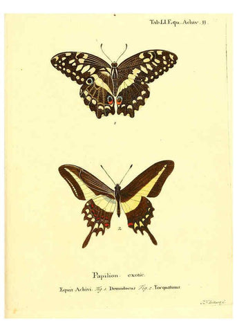 Reproducción/Reproduction 6012548472: Die ausländischen Schmetterlinge in Abbildungen nach der Natur. v.2, plates Erlangen :im Verlage der Expedition des Esper'schen Schmetterlings- und des Schreber'schen Säugthierwerkes,[1830] 