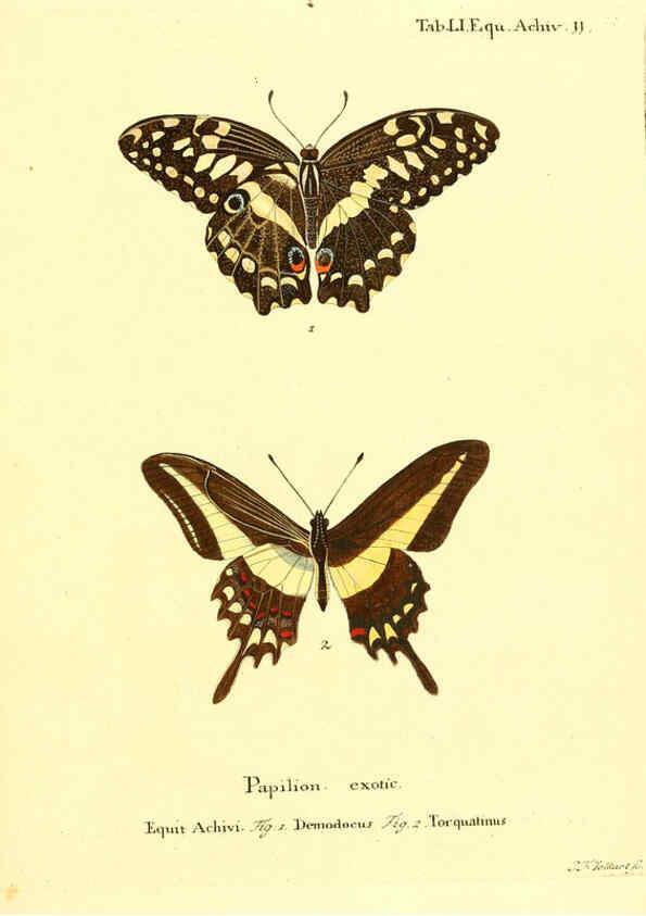 Reproducción/Reproduction 6012548472: Die ausländischen Schmetterlinge in Abbildungen nach der Natur. v.2, plates Erlangen :im Verlage der Expedition des Esper'schen Schmetterlings- und des Schreber'schen Säugthierwerkes,[1830] 
