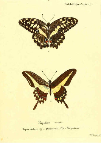 Reproducción/Reproduction 6012548472: Die ausländischen Schmetterlinge in Abbildungen nach der Natur. v.2, plates Erlangen :im Verlage der Expedition des Esper'schen Schmetterlings- und des Schreber'schen Säugthierwerkes,[1830] 