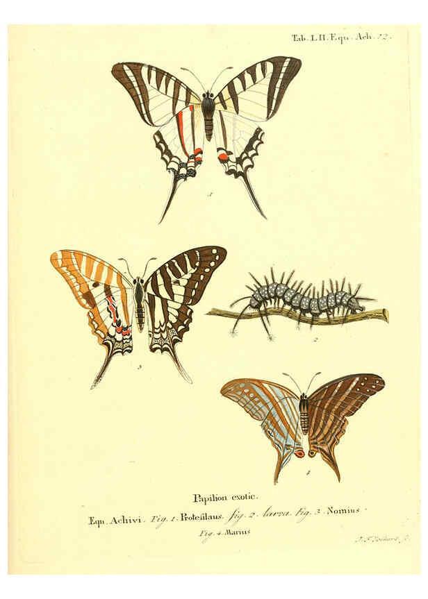 Reproducción/Reproduction 6012548672: Die ausländischen Schmetterlinge in Abbildungen nach der Natur. v.2, plates Erlangen :im Verlage der Expedition des Esper'schen Schmetterlings- und des Schreber'schen Säugthierwerkes,[1830] 
