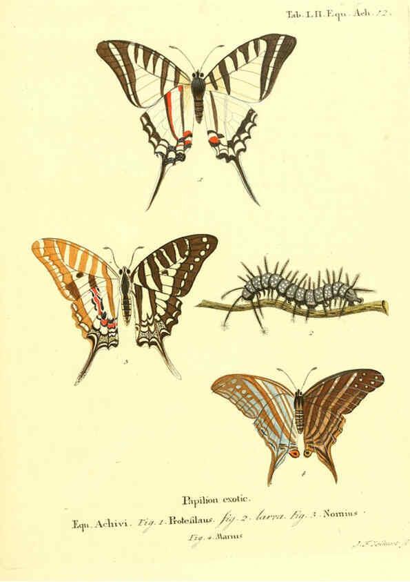 Reproducción/Reproduction 6012548672: Die ausländischen Schmetterlinge in Abbildungen nach der Natur. v.2, plates Erlangen :im Verlage der Expedition des Esper'schen Schmetterlings- und des Schreber'schen Säugthierwerkes,[1830] 