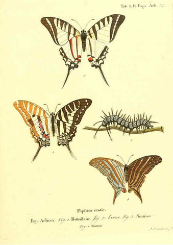 Reproducción/Reproduction 6012548672: Die ausländischen Schmetterlinge in Abbildungen nach der Natur. v.2, plates Erlangen :im Verlage der Expedition des Esper'schen Schmetterlings- und des Schreber'schen Säugthierwerkes,[1830] 