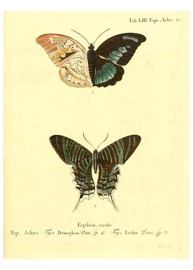Reproducción/Reproduction 6012548830: Die ausländischen Schmetterlinge in Abbildungen nach der Natur. v.2, plates Erlangen :im Verlage der Expedition des Esper'schen Schmetterlings- und des Schreber'schen Säugthierwerkes,[1830] 