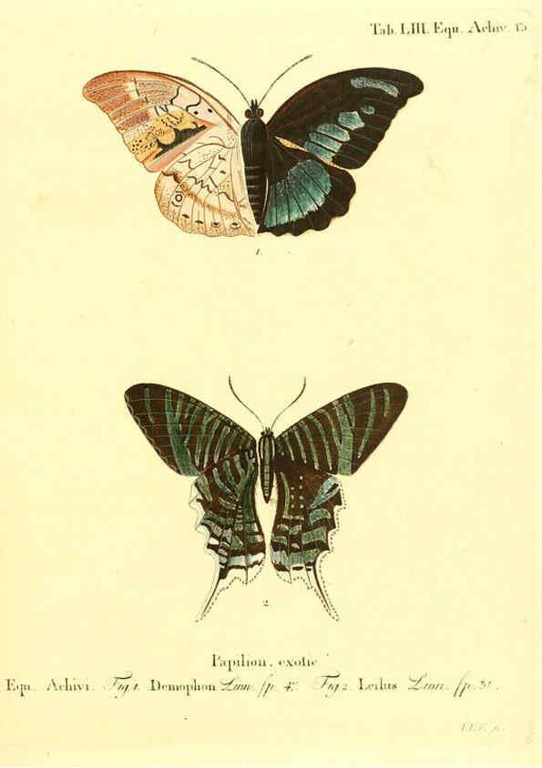 Reproducción/Reproduction 6012548830: Die ausländischen Schmetterlinge in Abbildungen nach der Natur. v.2, plates Erlangen :im Verlage der Expedition des Esper'schen Schmetterlings- und des Schreber'schen Säugthierwerkes,[1830] 