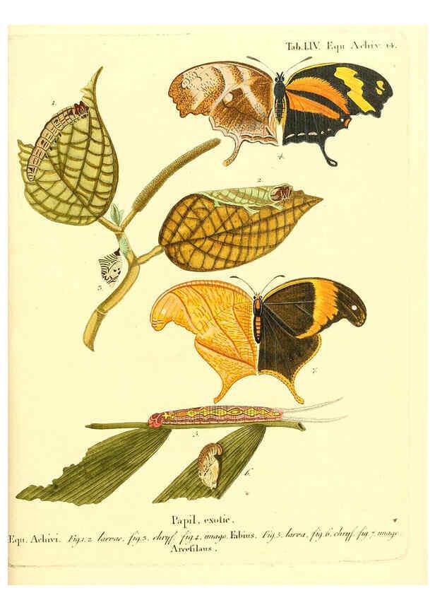 Reproducción/Reproduction 6012549134: Die ausländischen Schmetterlinge in Abbildungen nach der Natur. v.2, plates Erlangen :im Verlage der Expedition des Esper'schen Schmetterlings- und des Schreber'schen Säugthierwerkes,[1830] 
