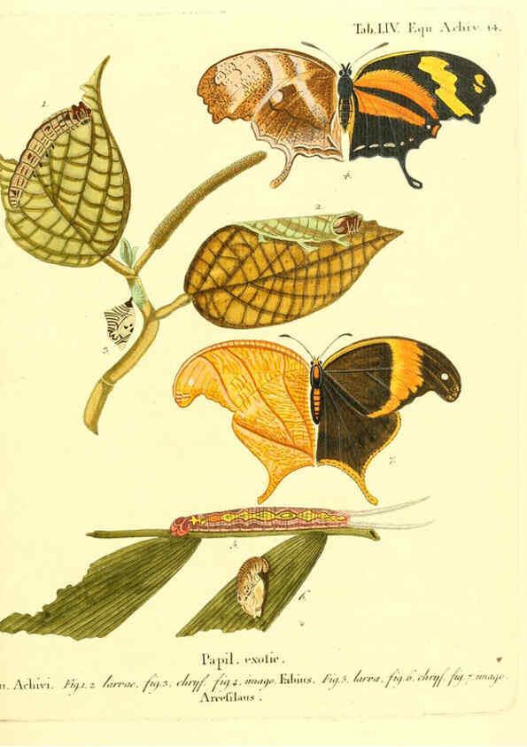 Reproducción/Reproduction 6012549134: Die ausländischen Schmetterlinge in Abbildungen nach der Natur. v.2, plates Erlangen :im Verlage der Expedition des Esper'schen Schmetterlings- und des Schreber'schen Säugthierwerkes,[1830] 