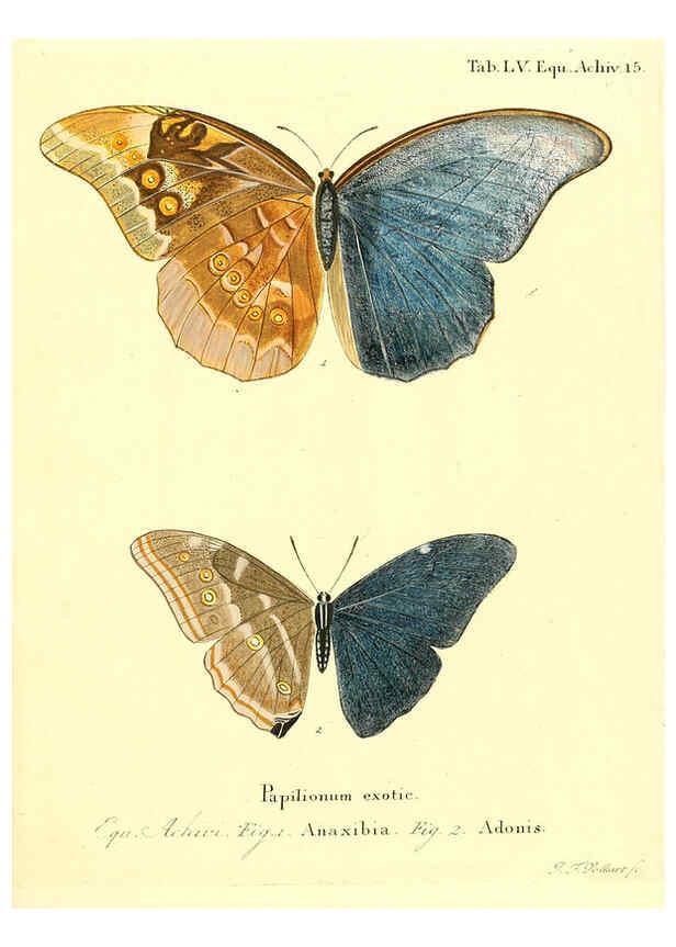 Reproducción/Reproduction 6012549430: Die ausländischen Schmetterlinge in Abbildungen nach der Natur. v.2, plates Erlangen :im Verlage der Expedition des Esper'schen Schmetterlings- und des Schreber'schen Säugthierwerkes,[1830] 