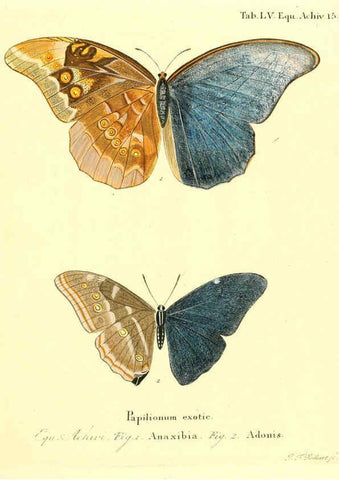 Reproducción/Reproduction 6012549430: Die ausländischen Schmetterlinge in Abbildungen nach der Natur. v.2, plates Erlangen :im Verlage der Expedition des Esper'schen Schmetterlings- und des Schreber'schen Säugthierwerkes,[1830] 