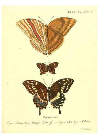 Reproducción/Reproduction 6012003027: Die ausländischen Schmetterlinge in Abbildungen nach der Natur. v.2, plates Erlangen :im Verlage der Expedition des Esper'schen Schmetterlings- und des Schreber'schen Säugthierwerkes,[1830] 