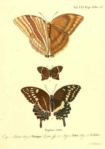 Reproducción/Reproduction 6012003027: Die ausländischen Schmetterlinge in Abbildungen nach der Natur. v.2, plates Erlangen :im Verlage der Expedition des Esper'schen Schmetterlings- und des Schreber'schen Säugthierwerkes,[1830] 
