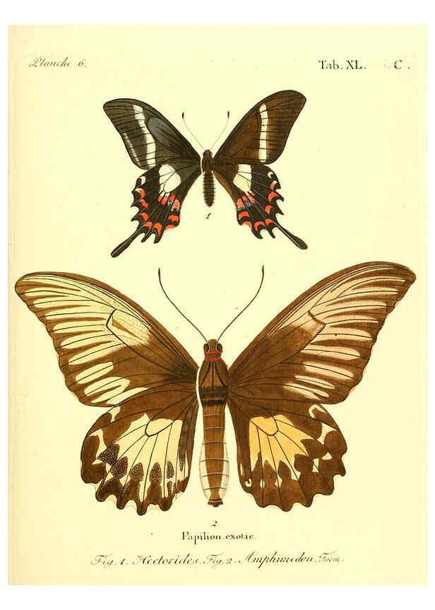Reproducción/Reproduction 6011998017: Die ausländischen Schmetterlinge in Abbildungen nach der Natur. v.2, plates Erlangen :im Verlage der Expedition des Esper'schen Schmetterlings- und des Schreber'schen Säugthierwerkes,[1830] 