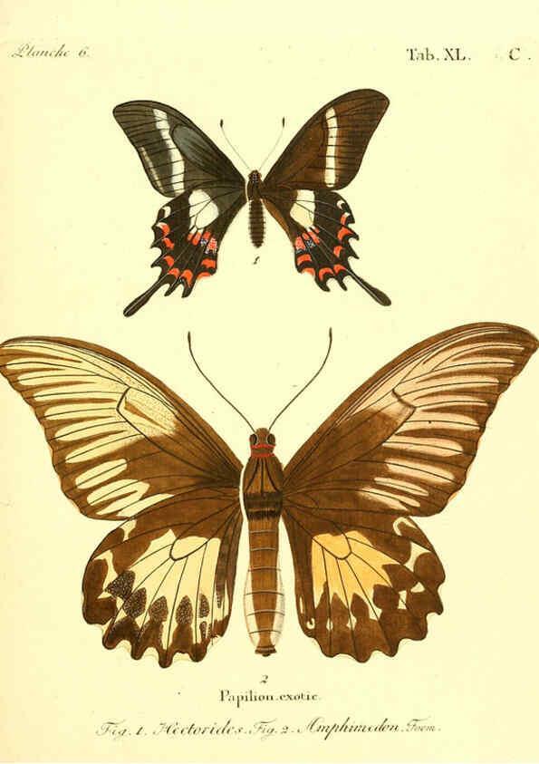 Reproducción/Reproduction 6011998017: Die ausländischen Schmetterlinge in Abbildungen nach der Natur. v.2, plates Erlangen :im Verlage der Expedition des Esper'schen Schmetterlings- und des Schreber'schen Säugthierwerkes,[1830] 