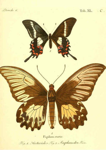 Reproducción/Reproduction 6011998017: Die ausländischen Schmetterlinge in Abbildungen nach der Natur. v.2, plates Erlangen :im Verlage der Expedition des Esper'schen Schmetterlings- und des Schreber'schen Säugthierwerkes,[1830] 