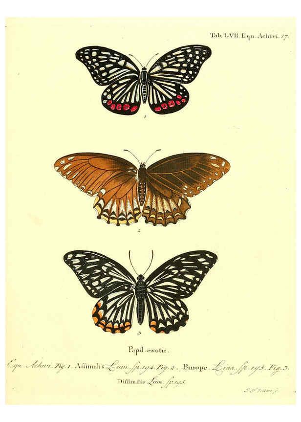Reproducción/Reproduction 6012003281: Die ausländischen Schmetterlinge in Abbildungen nach der Natur. v.2, plates Erlangen :im Verlage der Expedition des Esper'schen Schmetterlings- und des Schreber'schen Säugthierwerkes,[1830] 