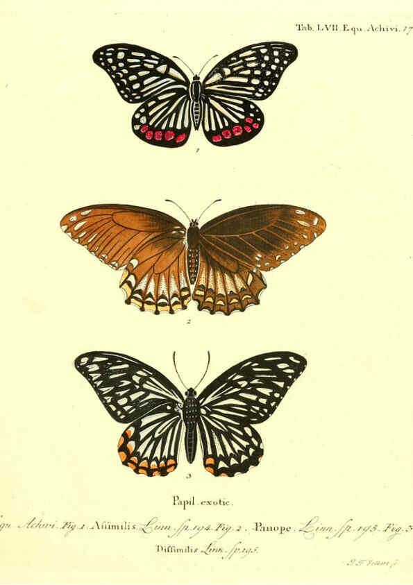 Reproducción/Reproduction 6012003281: Die ausländischen Schmetterlinge in Abbildungen nach der Natur. v.2, plates Erlangen :im Verlage der Expedition des Esper'schen Schmetterlings- und des Schreber'schen Säugthierwerkes,[1830] 