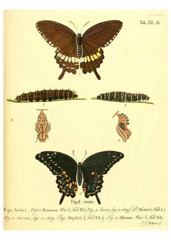 Reproducción/Reproduction 6011997805: Die ausländischen Schmetterlinge in Abbildungen nach der Natur. v.2, plates Erlangen :im Verlage der Expedition des Esper'schen Schmetterlings- und des Schreber'schen Säugthierwerkes,[1830] 