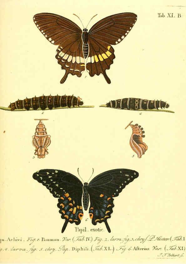 Reproducción/Reproduction 6011997805: Die ausländischen Schmetterlinge in Abbildungen nach der Natur. v.2, plates Erlangen :im Verlage der Expedition des Esper'schen Schmetterlings- und des Schreber'schen Säugthierwerkes,[1830] 