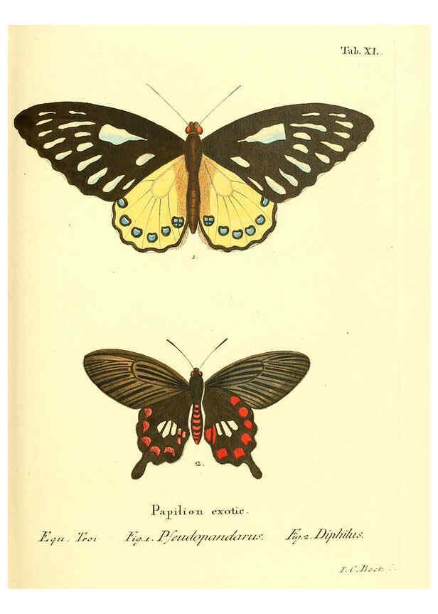 Reproducción/Reproduction 6011997343: Die ausländischen Schmetterlinge in Abbildungen nach der Natur. v.2, plates Erlangen :im Verlage der Expedition des Esper'schen Schmetterlings- und des Schreber'schen Säugthierwerkes,[1830] 