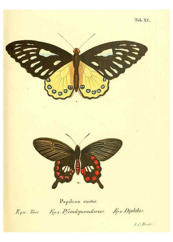 Reproducción/Reproduction 6011997343: Die ausländischen Schmetterlinge in Abbildungen nach der Natur. v.2, plates Erlangen :im Verlage der Expedition des Esper'schen Schmetterlings- und des Schreber'schen Säugthierwerkes,[1830] 