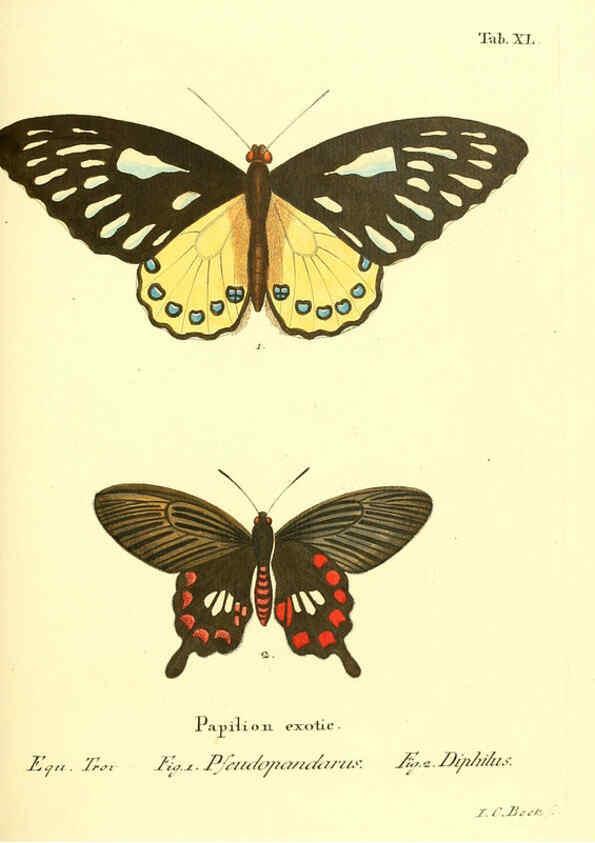 Reproducción/Reproduction 6011997343: Die ausländischen Schmetterlinge in Abbildungen nach der Natur. v.2, plates Erlangen :im Verlage der Expedition des Esper'schen Schmetterlings- und des Schreber'schen Säugthierwerkes,[1830] 
