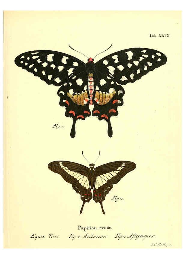 Reproducción/Reproduction 6012538880: Die ausländischen Schmetterlinge in Abbildungen nach der Natur. v.2, plates Erlangen :im Verlage der Expedition des Esper'schen Schmetterlings- und des Schreber'schen Säugthierwerkes,[1830] 
