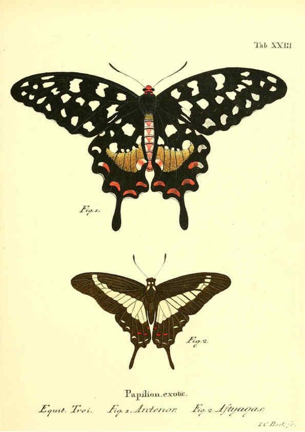 Reproducción/Reproduction 6012538880: Die ausländischen Schmetterlinge in Abbildungen nach der Natur. v.2, plates Erlangen :im Verlage der Expedition des Esper'schen Schmetterlings- und des Schreber'schen Säugthierwerkes,[1830] 